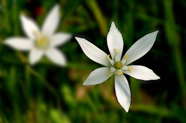 Umbellatum ornithogalum