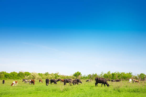 istock Herd of cows grazing on a meadow 495665270