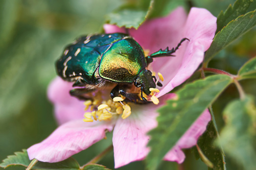 Golden beetle chafer on a flower of wild rose.