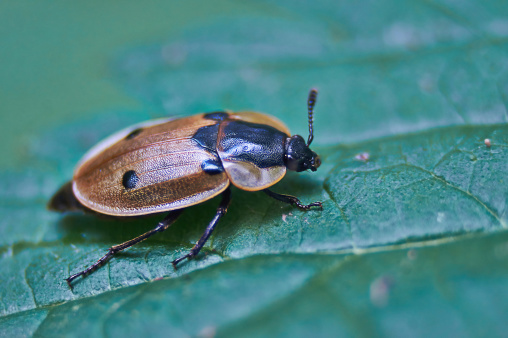 Forest beetle on a leaf of burdock.