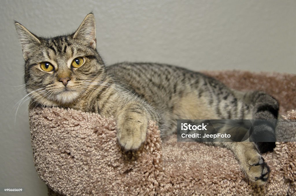 Gray tabby cat laying on soft brown bed Animal Stock Photo