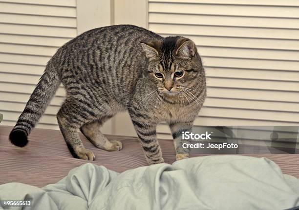 Tabby Kitten Playing On Bed Stock Photo - Download Image Now - Animal, Animal Body Part, Animal Eye