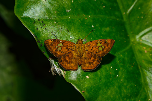 Pseudocoladenia dan, commonly known as the Fulvous Pied Flat, is a butterfly belonging to the family Hesperiidae. Male, golden Brown coloured with green dots and lot of hair in the body. Spread wings, elevated view, facing up, centered. Photo taken in Vang Vieng, Laos.