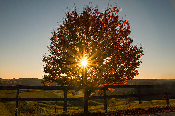 istock Sunbeams through the autumn tree and fence 495666006