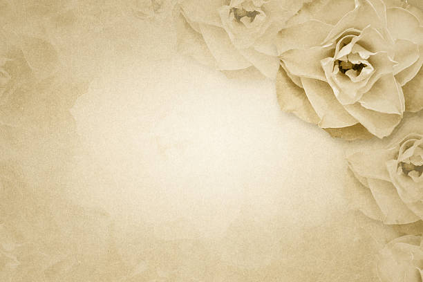 Rose flower on paper background