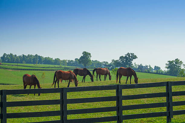 muchos caballos de pastoreo en una granja en kentucky. - non urban scene rural scene tree horse fotografías e imágenes de stock