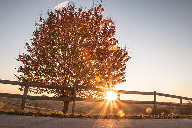 istock Sunbeams through the autumn tree and fence 495667148