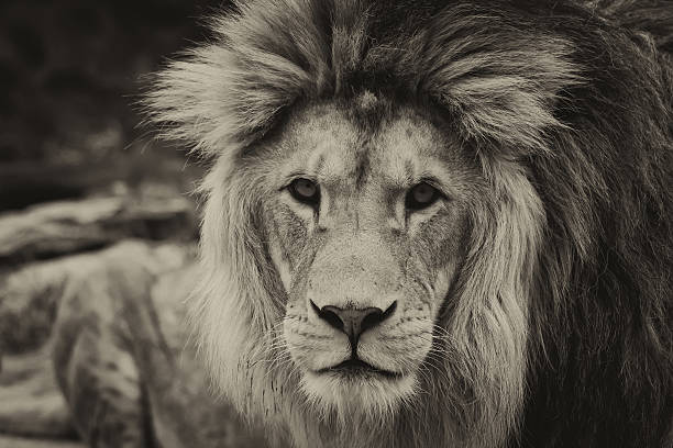 istock Portrait of a Lion 495667663