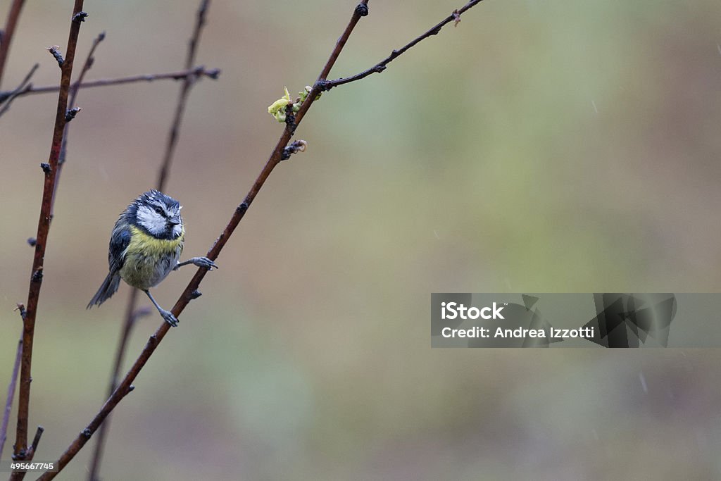 Kohlmeise Vogel Porträt, während Sie sie - Lizenzfrei Aktivitäten und Sport Stock-Foto