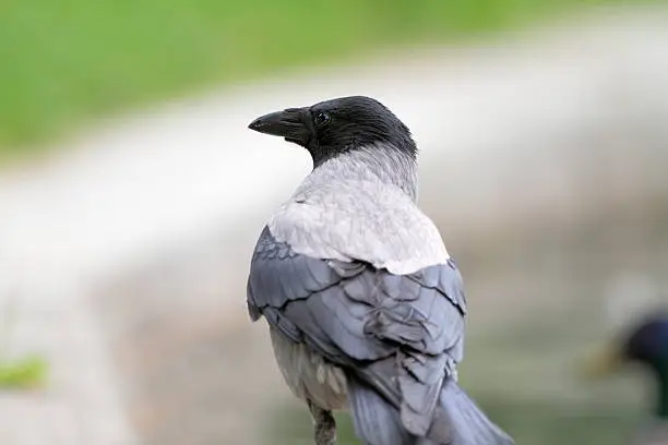 hooded crow ( corvus cornix ) in the park