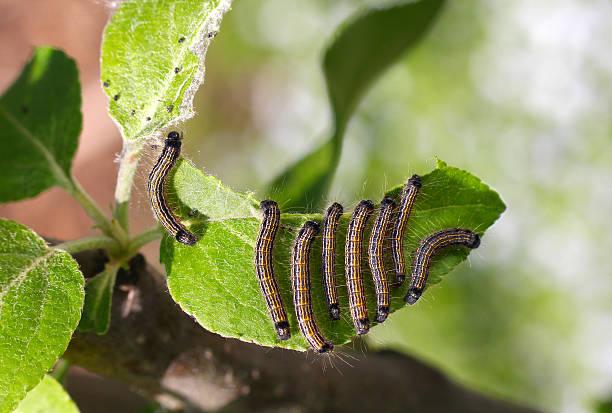 grupo de caterpillars en una hoja de árbol de manzana - branch caterpillar animal hair insect fotografías e imágenes de stock