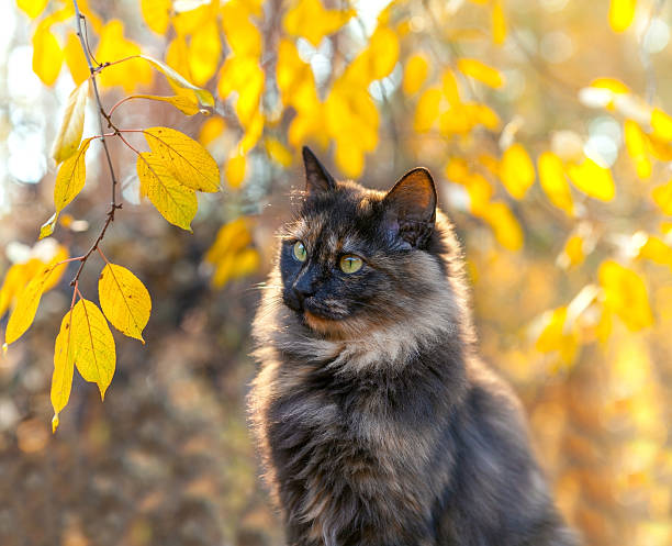 niedlichen katze in der nähe von bäumen im herbst - young animal nature outdoors branch stock-fotos und bilder