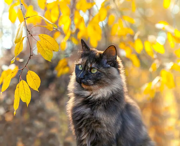 Photo of Cute cat near tree in autumn