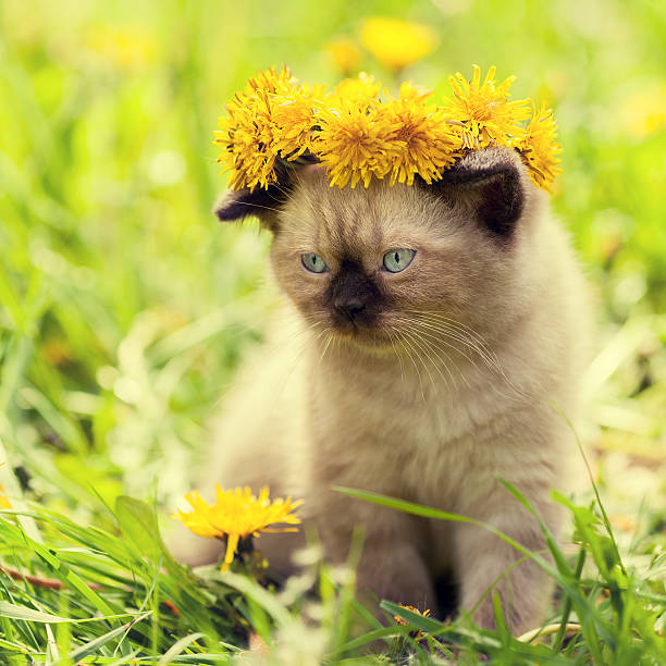 istock little kitten crowned chaplet from the dandelion flowers 495668448