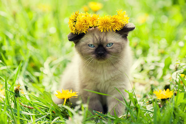 istock little kitten crowned chaplet from the dandelion flowers 495668472
