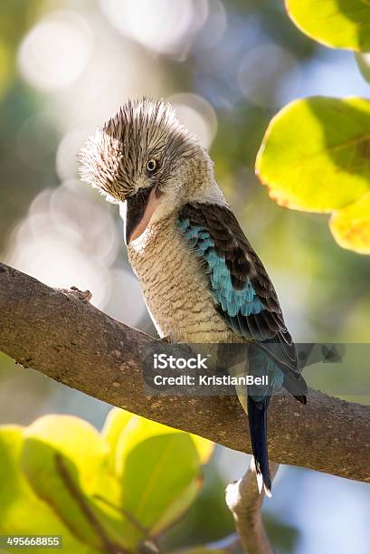 Bluewinged Kookaburra Stockfoto und mehr Bilder von Australien - Australien, Fotografie, Lachender Hans