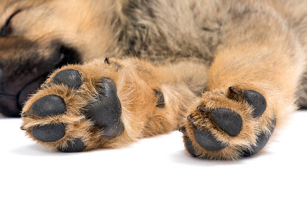 istock Feet of a sleeping puppy 495669071