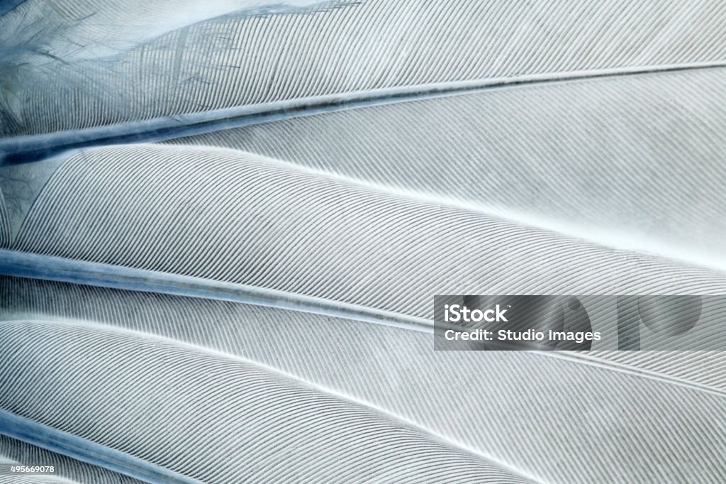 Abstract feathers background Abstract feathers background - negative image Feather Stock Photo
