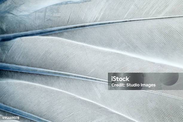 Abstract Feathers Background Stock Photo - Download Image Now - Feather, Macrophotography, Nature