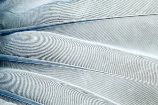 Abstract feathers background - negative image