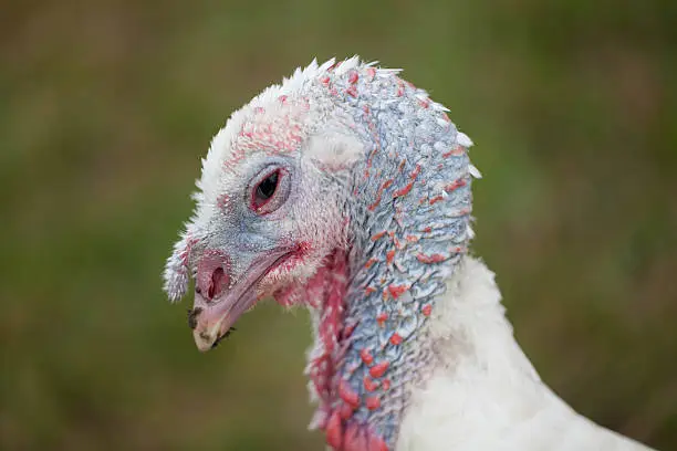 Photo of Child and turkey