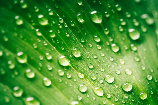 Green leaf with waterdrops