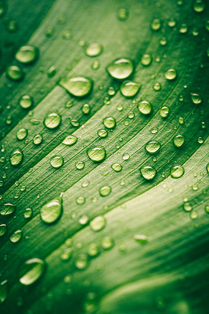 Green leaf with waterdrops stock photo