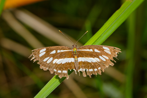 Short-Banded Sailor (Phaedyma columella singa), spread wings, on a green leaf, with dark brown background. All the wings' edges missing. Photo taken near Vang Vieng, Laos. Black white striped butterfly with a colourful green, yellow, orange body.