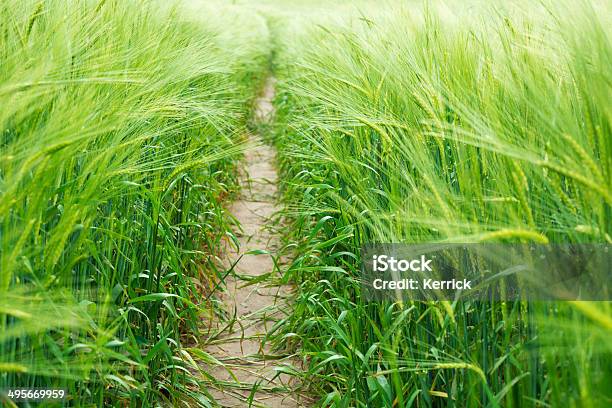 Forma Em Campo Verde De Centeio - Fotografias de stock e mais imagens de Agricultura - Agricultura, Alimento Básico, Amarelo