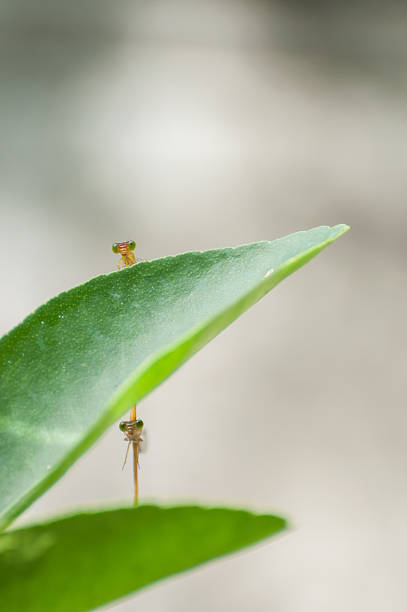 Two dragonflies mating together. Two dragonflies mating together. calopteryx syriaca stock pictures, royalty-free photos & images