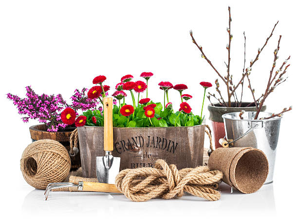 istock Spring still life daisies in wooden basket garden tools 495670148