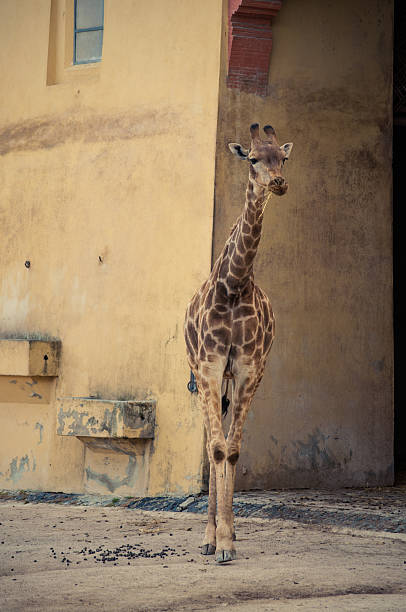 istock Giraffe in Lisbon Zoo 495670741