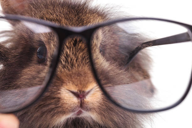istock lion head rabbit bunny wearing glasses. 495670878