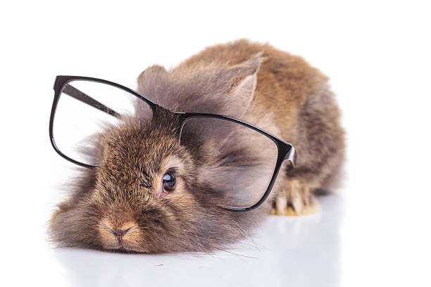istock lion head rabbit lying with his head on the floor 495670952