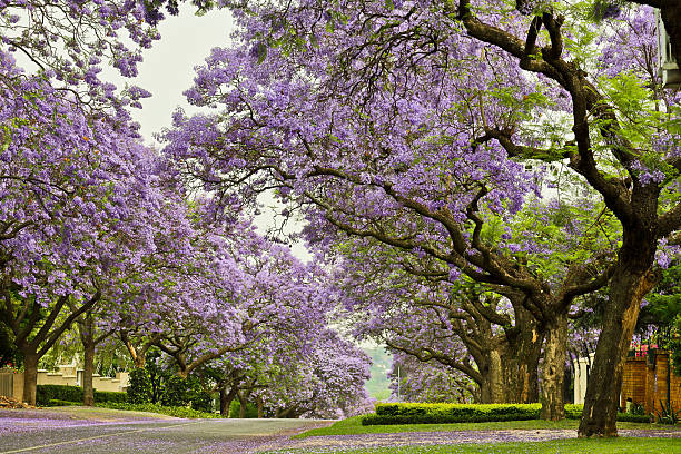 Jacarandas in Pretoria stock photo