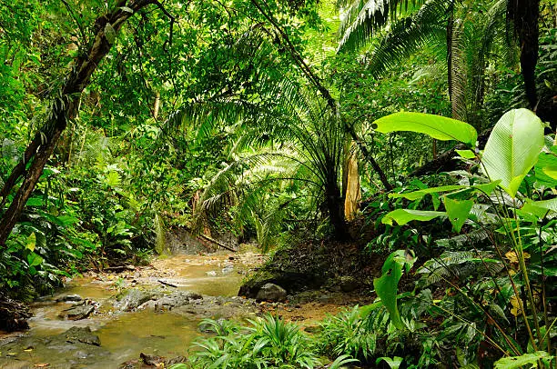 Colombia, wild Darien jungle of the Caribbean sea near Capurgana resort and Panama border. Central America