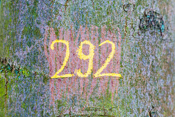 istock number 292 painted at the old tree 495671771