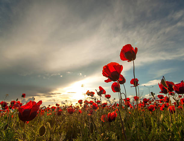 가시양귀비 필드 일몰 - poppy field red flower 뉴스 사진 이미지