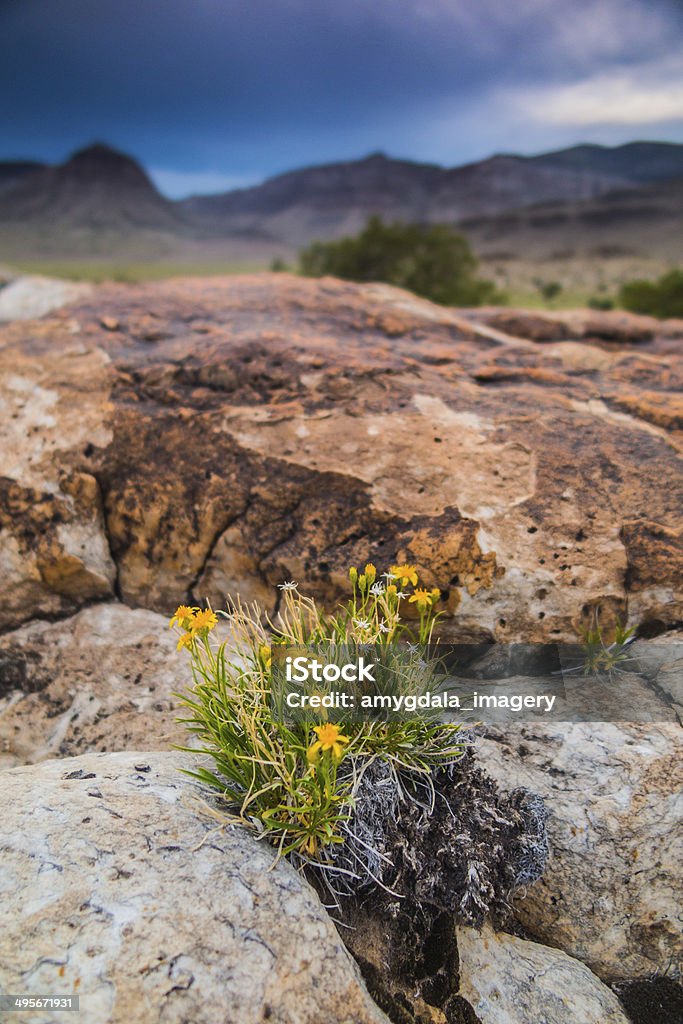 Flores silvestres paisaje natural de utah - Foto de stock de Aire libre libre de derechos