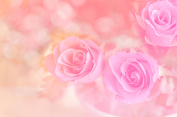 istock Roses on the pink background 495672184