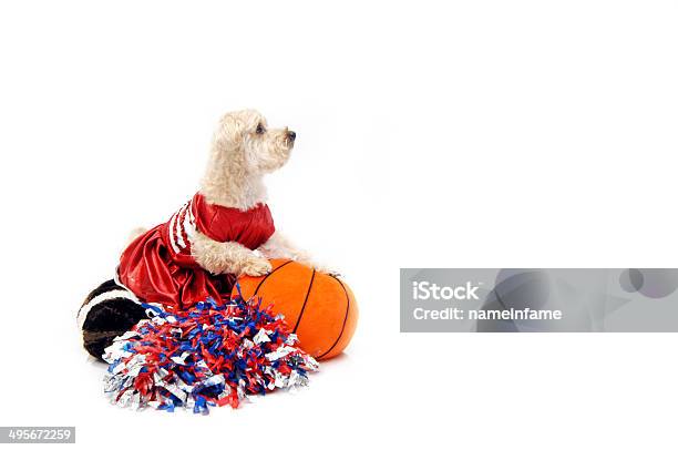 Foto de Silky Poo Basquete e mais fotos de stock de Líder da Torcida - Líder da Torcida, Cão, Fantasia de Cachorro