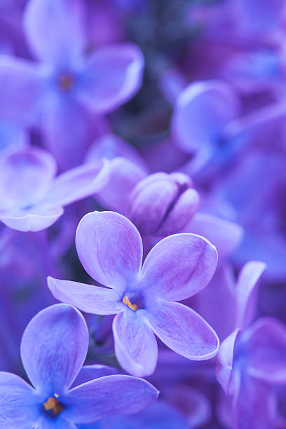 istock lilac flowers close up 495672309