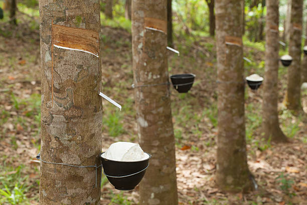 Tapping latex Tapping latex from a rubber tree tree resin stock pictures, royalty-free photos & images