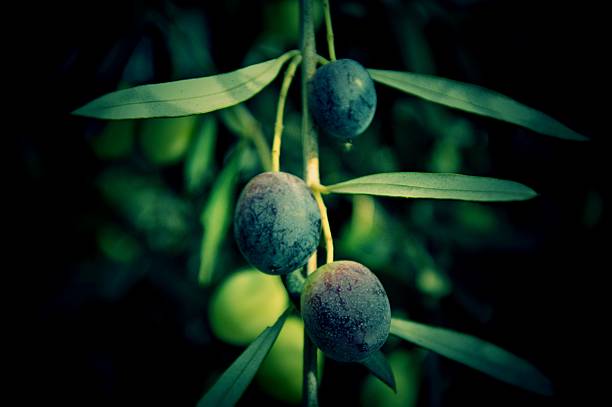 Olives on Olivetree