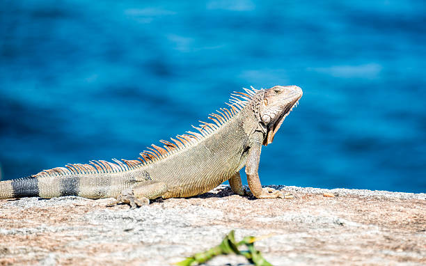 istock Portrait of an Iguana 495673440