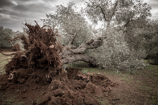 Xylella fastidiosa is a Gram negative class Gammaproteobacteria, xanthomonadaceae family, which lives and reproduces inside the device conductor of raw sap.