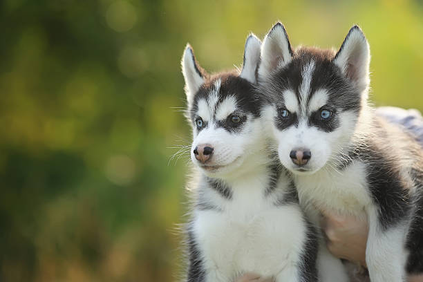 istock two little husky puppy 495674020