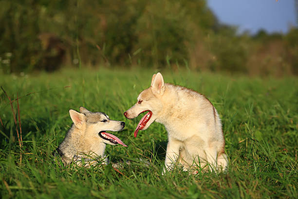 istock Two dogs. Husky and Malamute. looking at each other 495674066