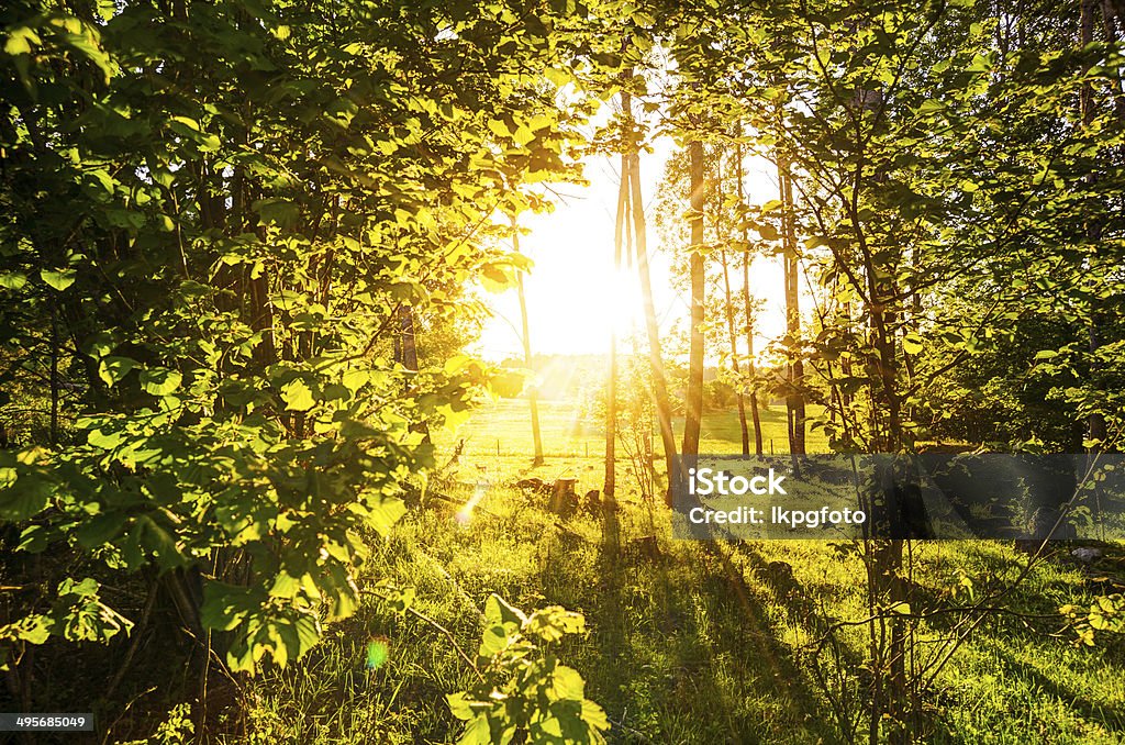 Summer поле - Стоковые фото Ostergotland роялти-фри