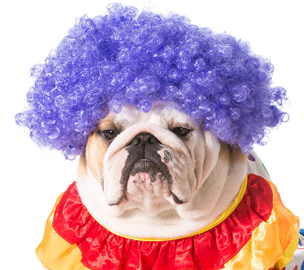 istock bulldog clown 495685439